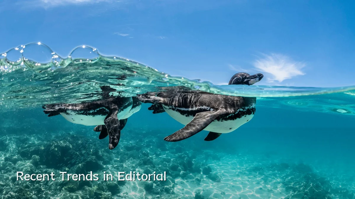 Recent Trends in Editorial
