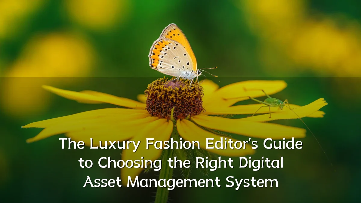The Luxury Fashion Editor's Guide to Choosing the Right Digital Asset Management System